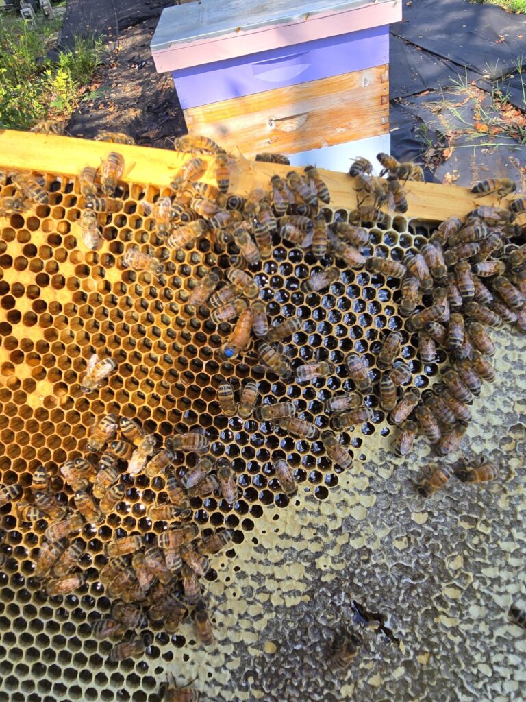 Honeybees on honeycomb frame near hive