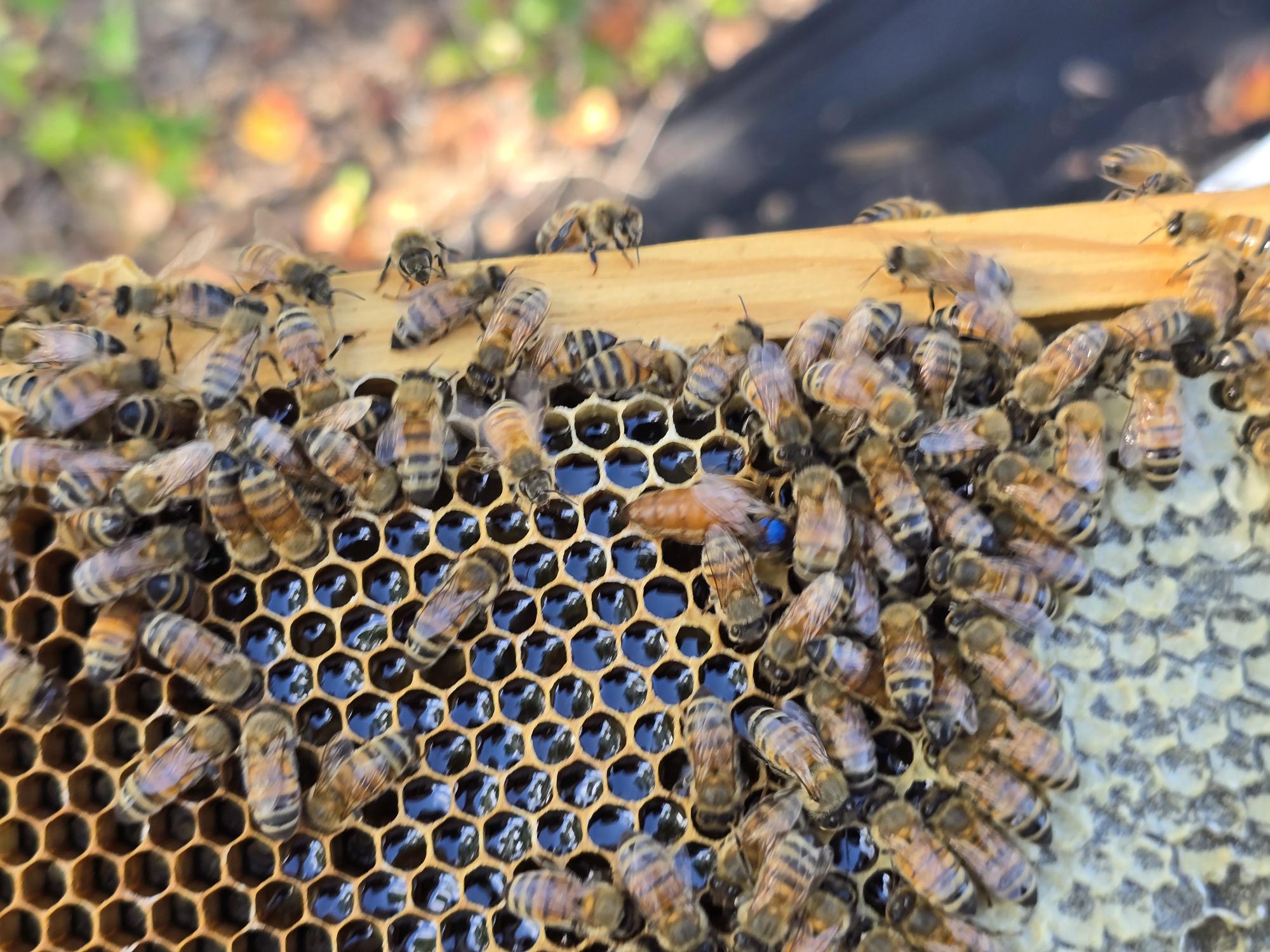 Honeybees on honeycomb beehive frame