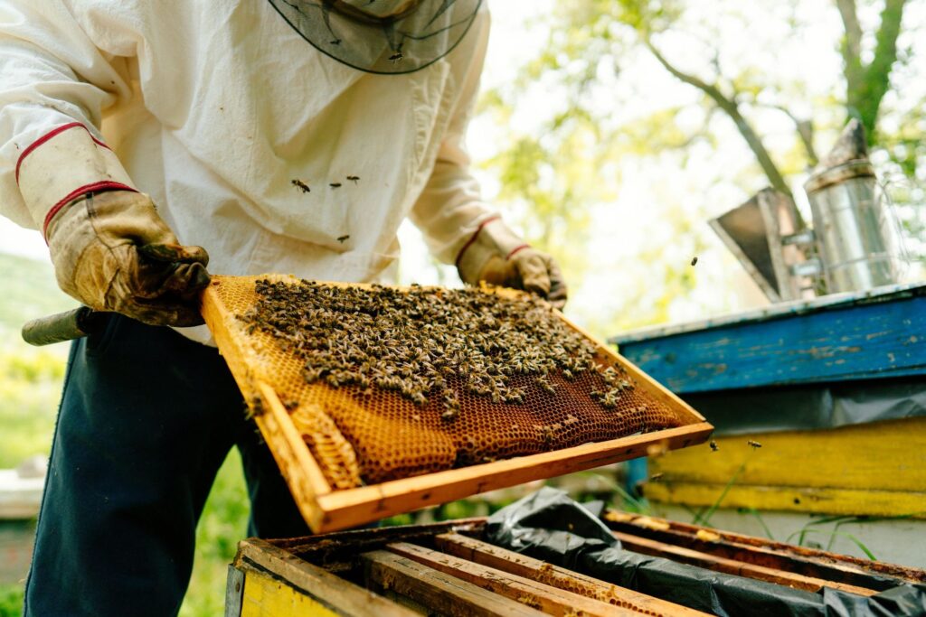 Beekeeper inspecting honeycomb frame covered in bees