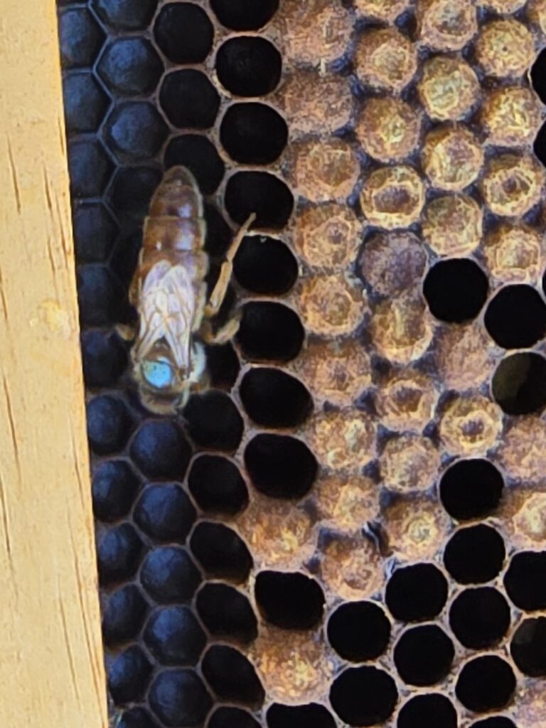 Close-up of bee on honeycomb cells