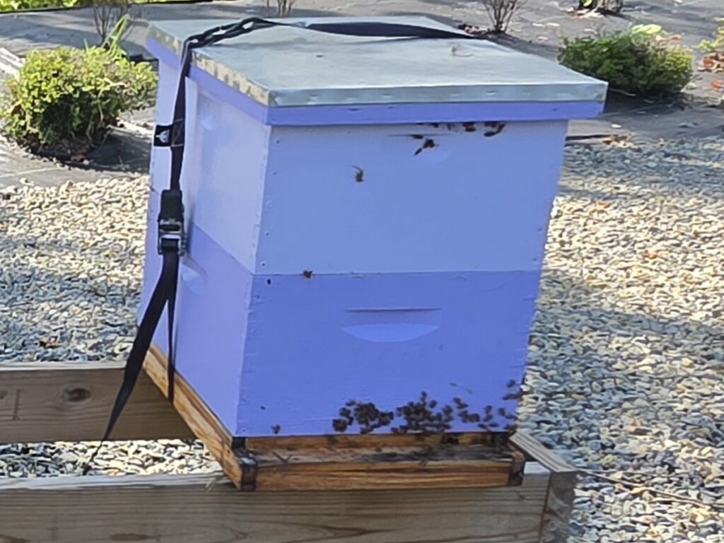 Purple beehive box with bees nearby